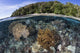 Coral Reef Thrives Shallow Beach Wall Decal