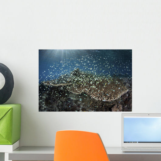 School Blue-green Damselfish Swimming Light Rays Wall Decal