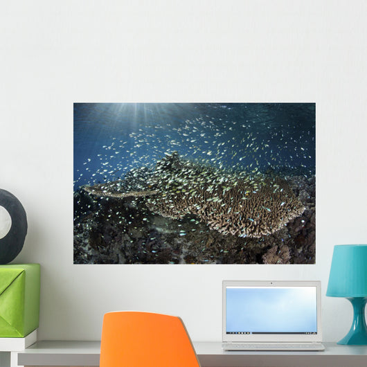 School Blue-green Damselfish Swimming Light Rays Wall Decal