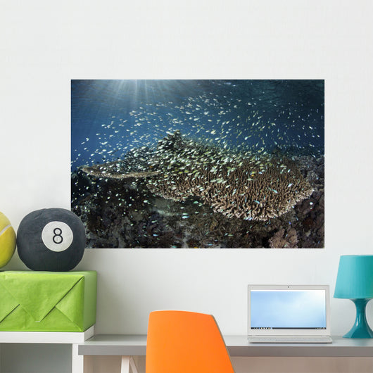 School Blue-green Damselfish Swimming Light Rays Wall Decal