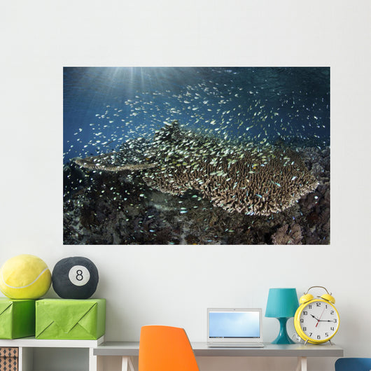 School Blue-green Damselfish Swimming Light Rays Wall Decal