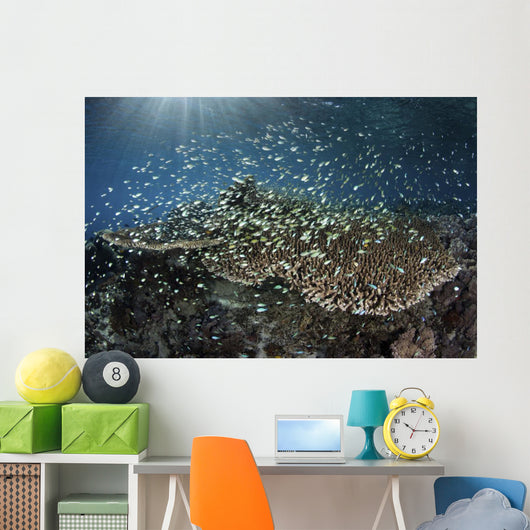 School Blue-green Damselfish Swimming Light Rays Wall Decal
