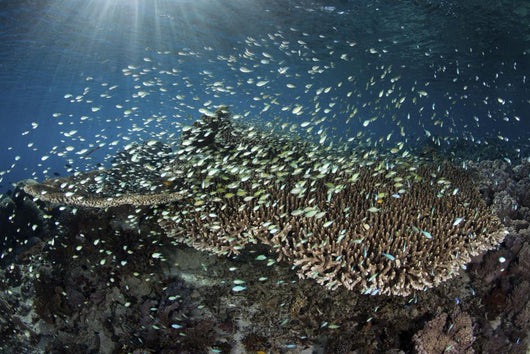 School Blue-green Damselfish Swimming Light Rays Wall Decal