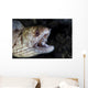 Unidentified Moray Eel Komodo Right Profile Wall Decal