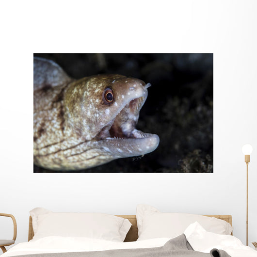Unidentified Moray Eel Komodo Right Profile Wall Decal