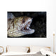 Unidentified Moray Eel Komodo Right Profile Wall Decal