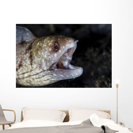 Unidentified Moray Eel Komodo Right Profile Wall Decal