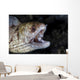 Unidentified Moray Eel Komodo Right Profile Wall Decal