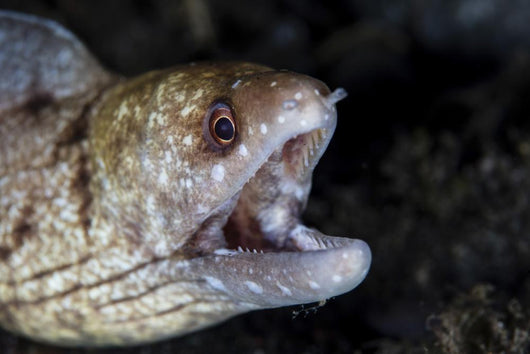 Unidentified Moray Eel Komodo Right Profile Wall Decal