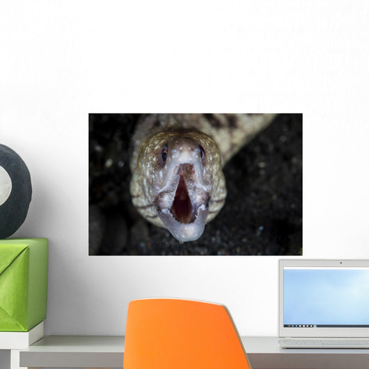 Unidentified Moray Eel Komodo Front Face Wall Decal