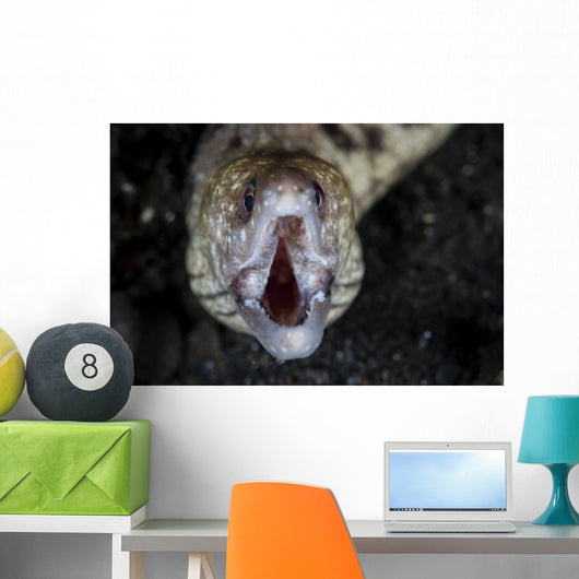 Unidentified Moray Eel Komodo Front Face Wall Decal