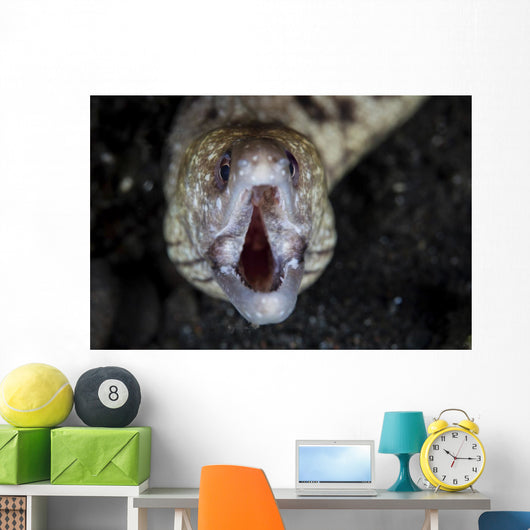 Unidentified Moray Eel Komodo Front Face Wall Decal