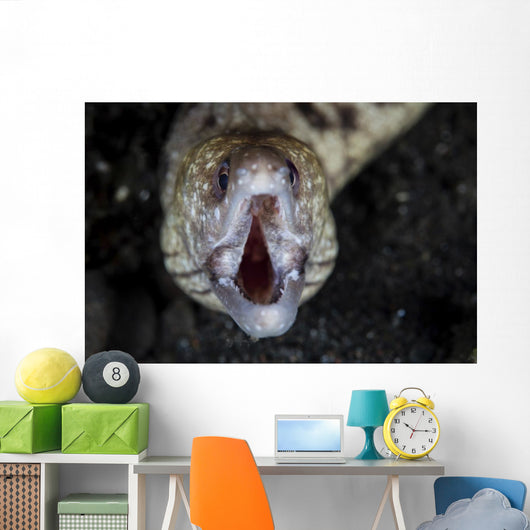 Unidentified Moray Eel Komodo Front Face Wall Decal