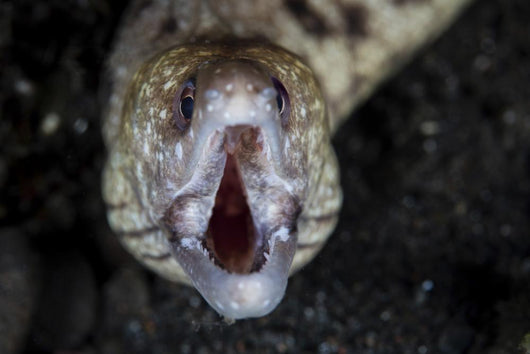 Unidentified Moray Eel Komodo Front Face Wall Decal