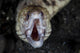 Unidentified Moray Eel Komodo Front Face Wall Decal