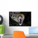 Unidentified Moray Eel Komodo Wall Decal