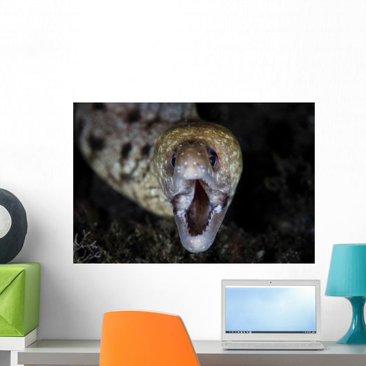 Unidentified Moray Eel Komodo Wall Decal