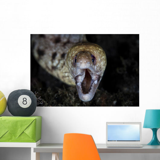 Unidentified Moray Eel Komodo Wall Decal