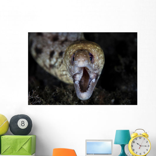 Unidentified Moray Eel Komodo Wall Decal