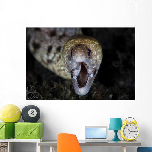 Unidentified Moray Eel Komodo Wall Decal