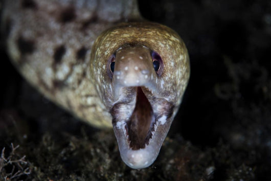 Unidentified Moray Eel Komodo Wall Decal