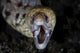 Unidentified Moray Eel Komodo Wall Decal