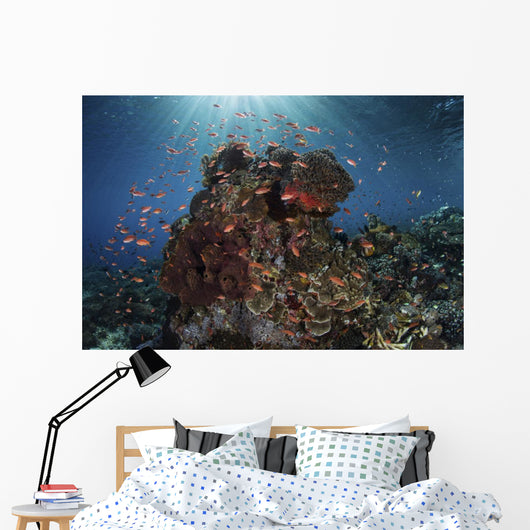 Reef Fish Swimming Landscape Wall Decal