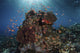 Reef Fish Swimming Landscape Wall Decal
