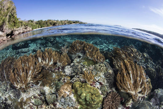Beautiful Coral Reef Thrives Wall Decal