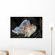 Well-camouflaged Leaf Scorpionfish Waits Wall Decal