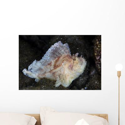 Well-camouflaged Leaf Scorpionfish Waits Wall Decal shown on a wall
