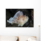 Well-camouflaged Leaf Scorpionfish Waits Wall Decal