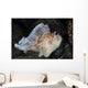 Well-camouflaged Leaf Scorpionfish Waits Wall Decal