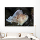 Well-camouflaged Leaf Scorpionfish Waits Wall Decal