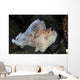 Well-camouflaged Leaf Scorpionfish Waits Wall Decal