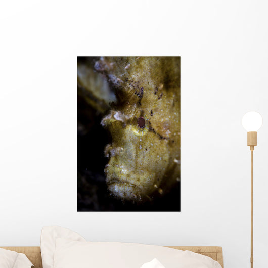Well-camouflaged Leaf Scorpionfish Waits Vertical Wall Decal