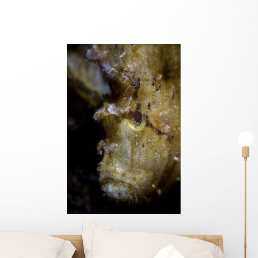 Well-camouflaged Leaf Scorpionfish Waits Vertical Wall Decal