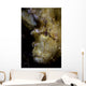 Well-camouflaged Leaf Scorpionfish Waits Vertical Wall Decal