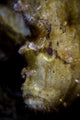Well-camouflaged Leaf Scorpionfish Waits Vertical Wall Decal