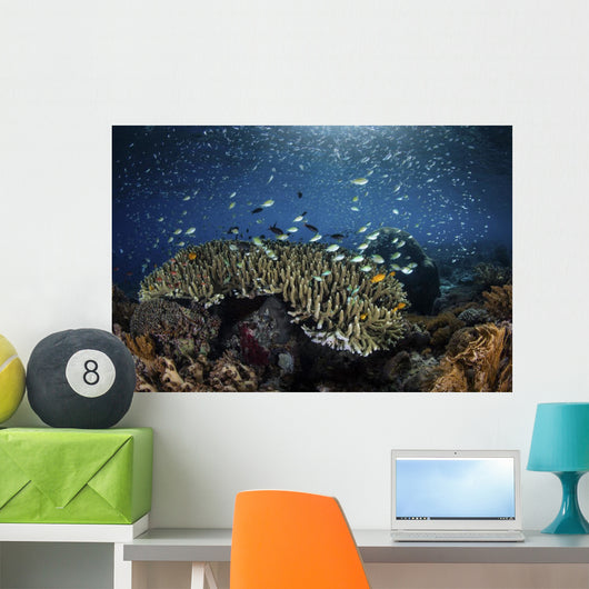 Colorful Reef Fish Swim Landscape Wall Decal