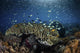 Colorful Reef Fish Swim Landscape Wall Decal