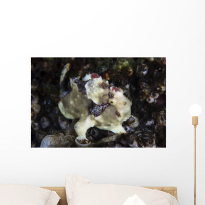 Warty Frogfish Is Well-camouflaged Right Profile Wall Decal shown on a wall