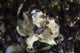 Warty Frogfish Is Well-camouflaged Right Profile Wall Decal