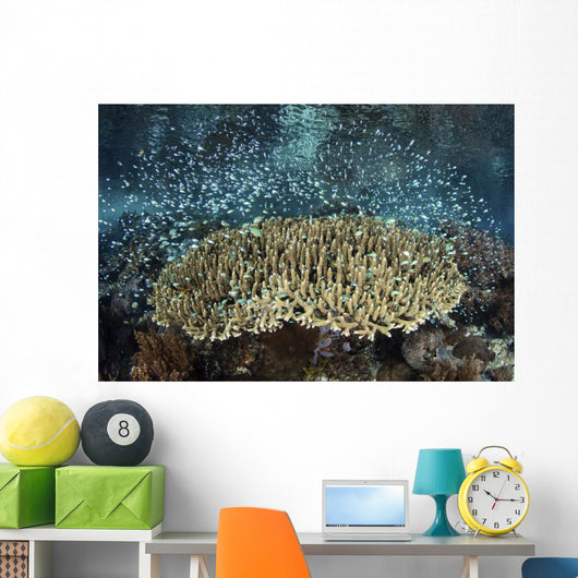 School Blue-green Damselfish Swimming Wall Decal