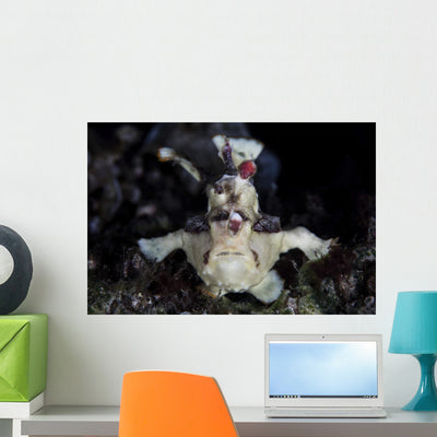 Warty Frogfish Is Well-camouflaged Close-up Wall Decal shown on a wall