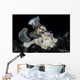 Warty Frogfish Is Well-camouflaged Wall Decal
