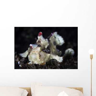 Warty Frogfish Is Well-camouflaged Left Profile Wall Decal shown on a wall