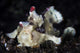 Warty Frogfish Is Well-camouflaged Left Profile Wall Decal