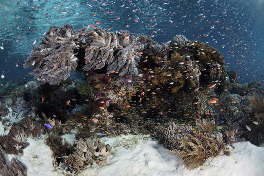 Reef Fish Swimming Seafloor Wall Decal