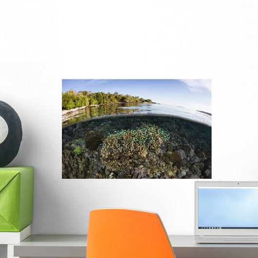 Beautiful Coral Reef Thrives Surface Wall Decal